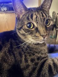 Lost Male Cat last seen roosevelt and jackrabbit , Buckeye, AZ 85326