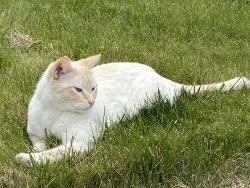 Lost Male Cat last seen Niblick and River rds, Paso Robles, CA 93446