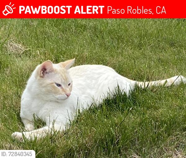 Lost Male Cat last seen Niblick and River rds, Paso Robles, CA 93446