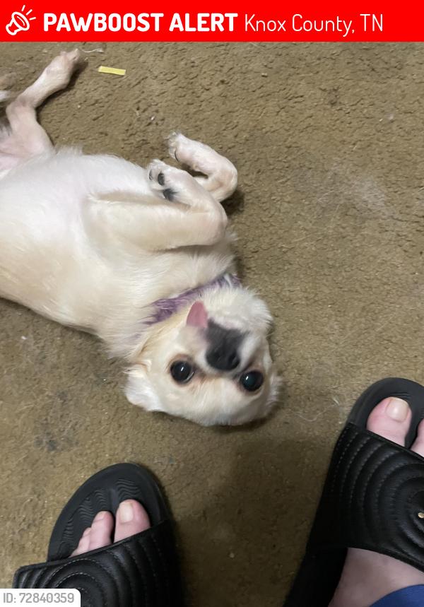 Lost Male Dog last seen Hyatt rd and old tazwell pike, Knox County, TN 37918