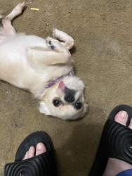 Lost Male Dog last seen Hyatt rd and old tazwell pike, Knox County, TN 37918