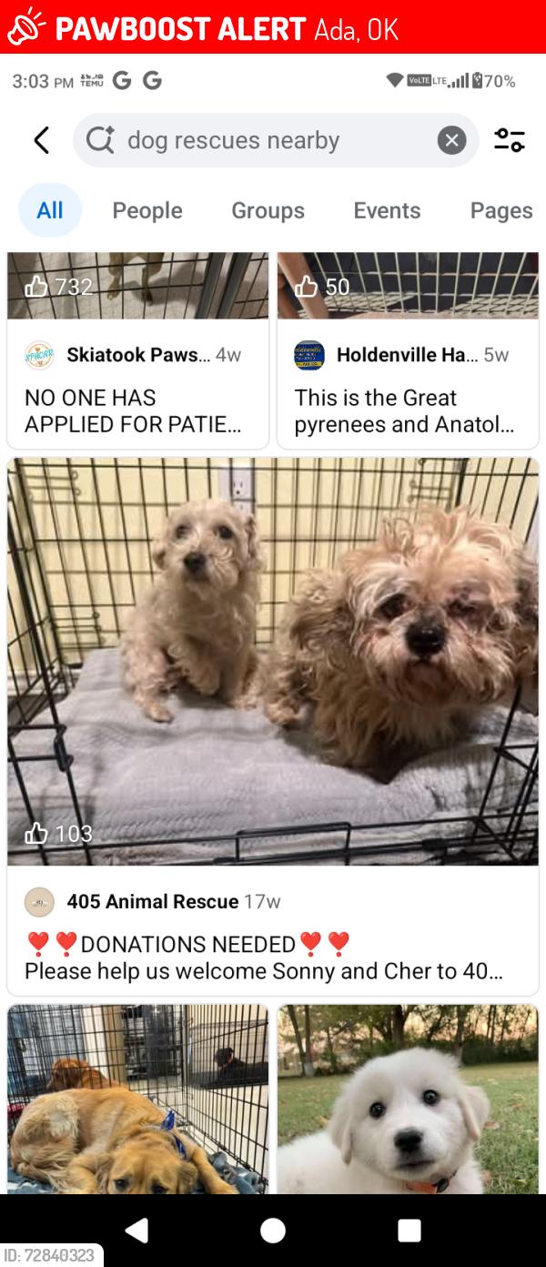 Lost Male Dog last seen Paws in ada oklahoma , Ada, OK 74810