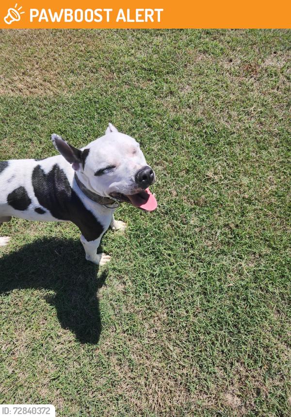 Found/Stray Male Dog last seen Yesteryear Ct Angier NC , Johnston County, NC 27501