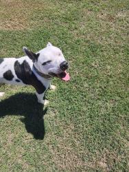 Found/Stray Male Dog last seen Yesteryear Ct Angier NC , Johnston County, NC 27501