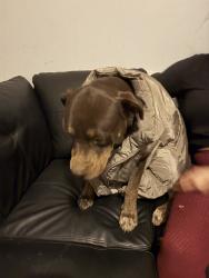 Lost Female Dog last seen Edgewood rd, Bessemer City, NC 28016