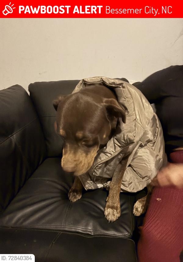 Lost Female Dog last seen Edgewood rd, Bessemer City, NC 28016