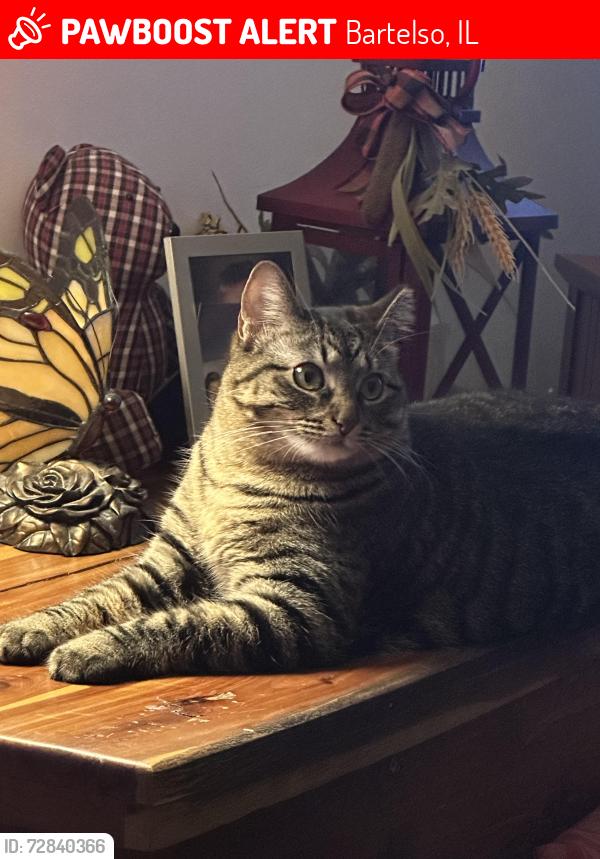 Lost Female Cat last seen Slant road, Bartelso, IL 62218