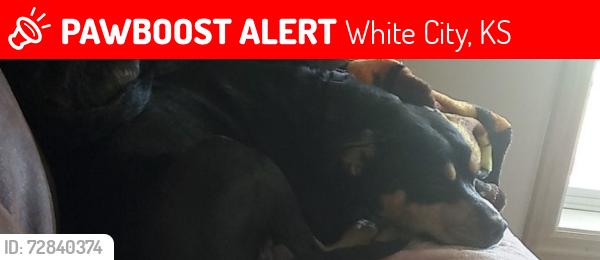 Lost Female Dog last seen s 2300 rd, white city kansas, White City, KS 66872