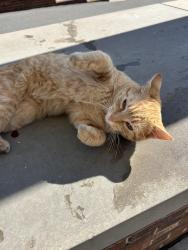 Found/Stray Male Cat last seen Walkertown Guthrie Rd, Winston-Salem, NC 27101