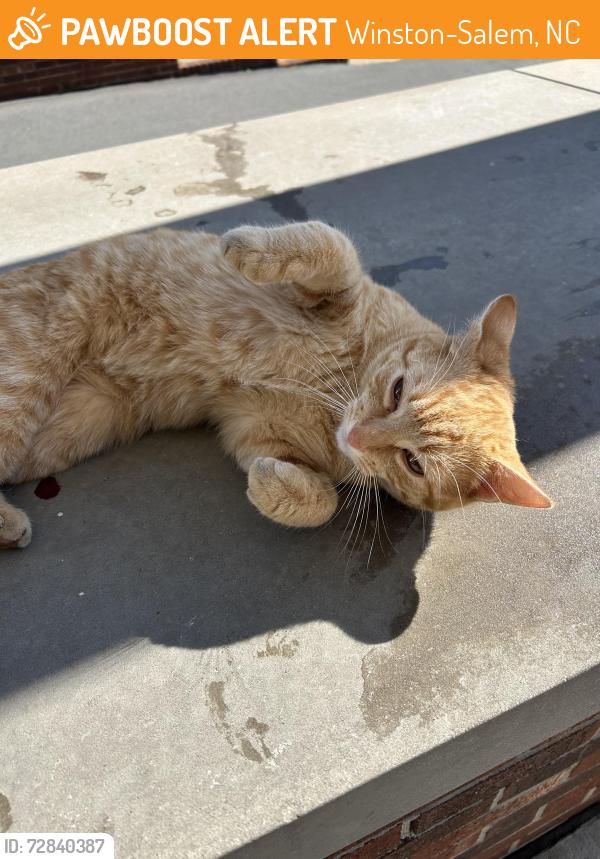 Found/Stray Male Cat last seen Walkertown Guthrie Rd, Winston-Salem, NC 27101