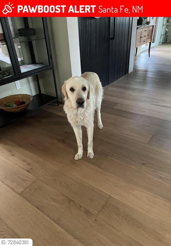 Lost Female Dog last seen Up the hill above 779 Camino Francisca, Santa Fe, NM 87506