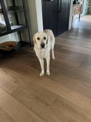 Lost Female Dog last seen Up the hill above 779 Camino Francisca, Santa Fe, NM 87506