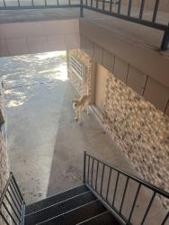 Found/Stray Male Dog last seen In the apmt complex, Lawton, OK 73505