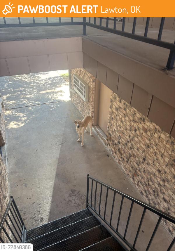 Found/Stray Male Dog last seen In the apmt complex, Lawton, OK 73505