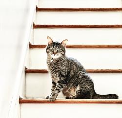 Lost Male Cat last seen Garfield ave and Elma, Kansas City, MO 64124