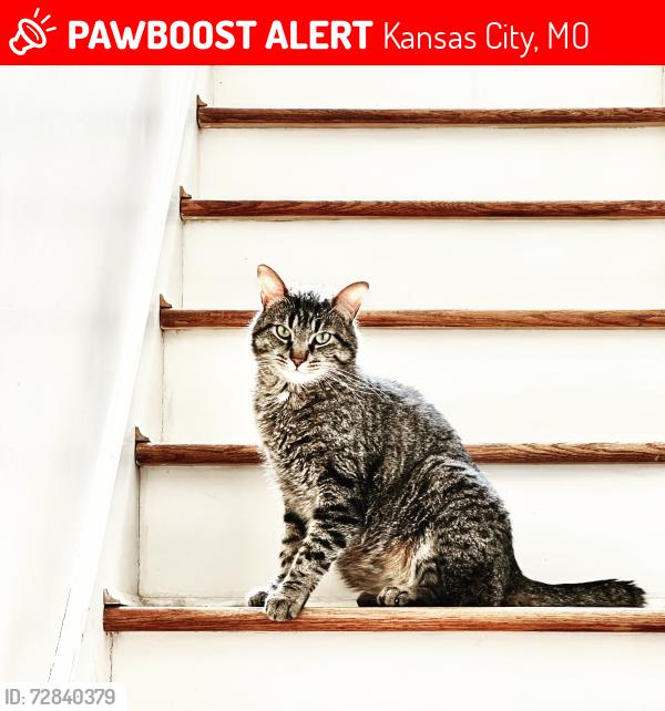 Lost Male Cat last seen Garfield ave and Elma, Kansas City, MO 64124