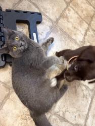 Lost Male Cat last seen Dilton Mankin & Sara Dilton, Murfreesboro, TN 37127