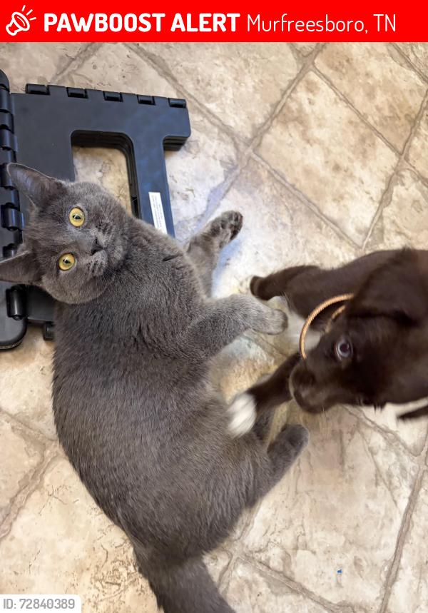 Lost Male Cat last seen Dilton Mankin & Sara Dilton, Murfreesboro, TN 37127
