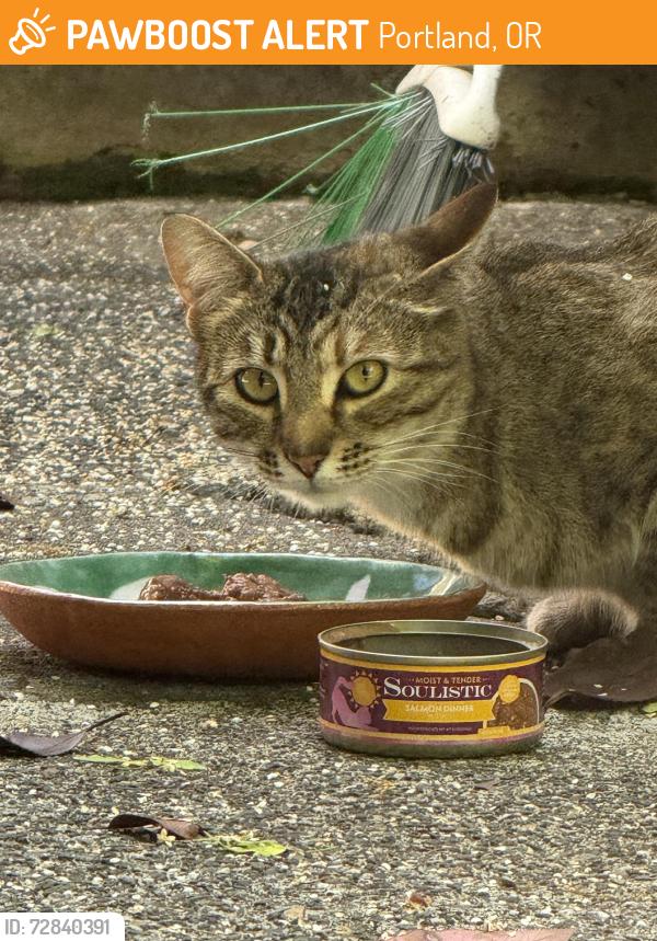 Found/Stray Female Cat last seen NE Glisan and NE 103rd Ave. , Portland, OR 97216
