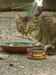 Found/Stray Female Cat last seen NE Glisan and NE 103rd Ave. , Portland, OR 97216