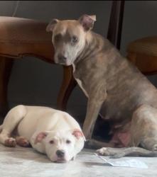 Lost Female Dog last seen Liddesdale , Detroit, MI 48217