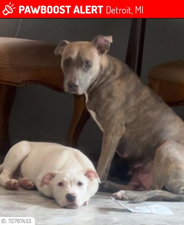 Lost Female Dog last seen Liddesdale , Detroit, MI 48217