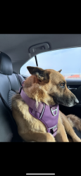 Lost Female Dog last seen Neighborhood , Cedar Hill, TX 75104
