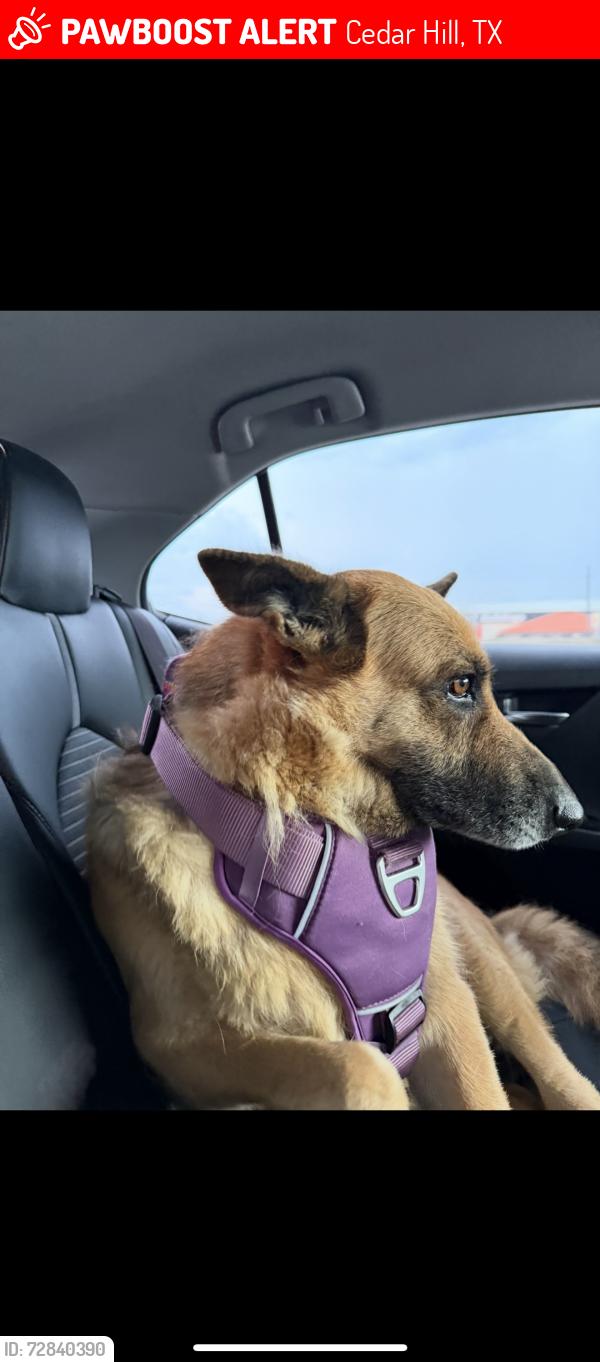 Lost Female Dog last seen Neighborhood , Cedar Hill, TX 75104