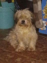 Lost Male Dog last seen Baker rd, Bankhead and Hightower, Atlanta, GA 30318