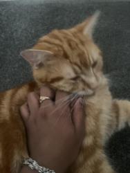 Lost Male Cat last seen Salt street, West Yorkshire, England BD8