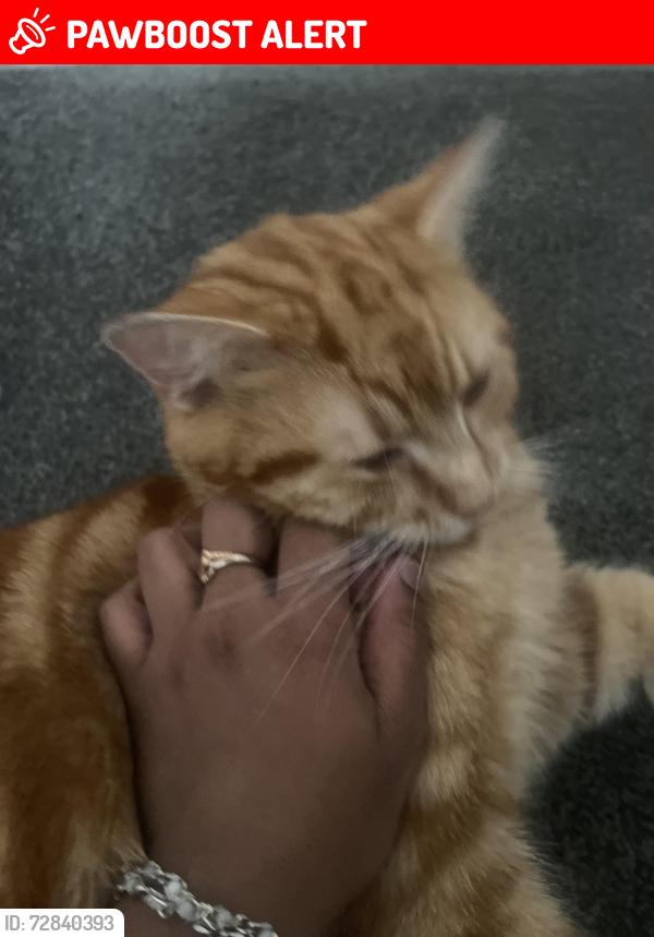 Lost Male Cat last seen Salt street, West Yorkshire, England BD8