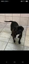 Lost Female Dog last seen Oakcrest and Claiborne, Spartanburg, SC 29301