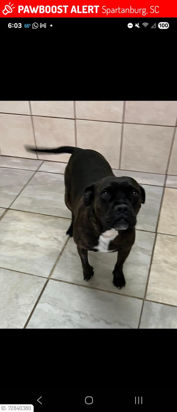 Lost Female Dog last seen Oakcrest and Claiborne, Spartanburg, SC 29301