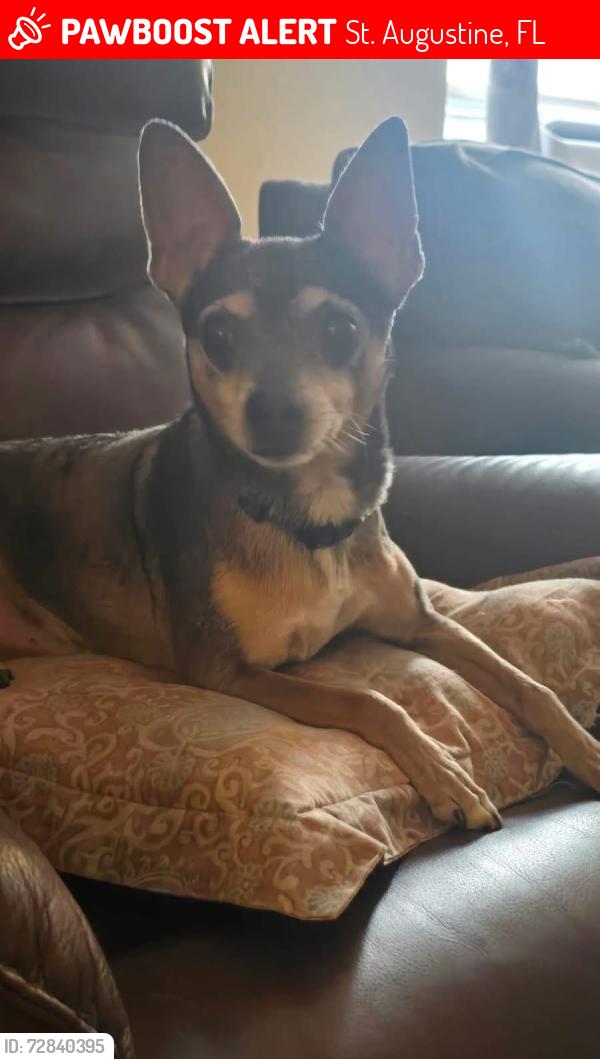 Lost Male Dog last seen County road 208, St. Augustine, FL 32092