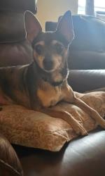 Lost Male Dog last seen County road 208, St. Augustine, FL 32092
