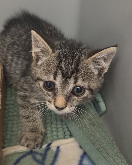 Shelter Stray Male Cat last seen Cedar Ave & Lincoln, Fresno Zone Fresno CO 1A 93725, CA, Fresno, CA 93706