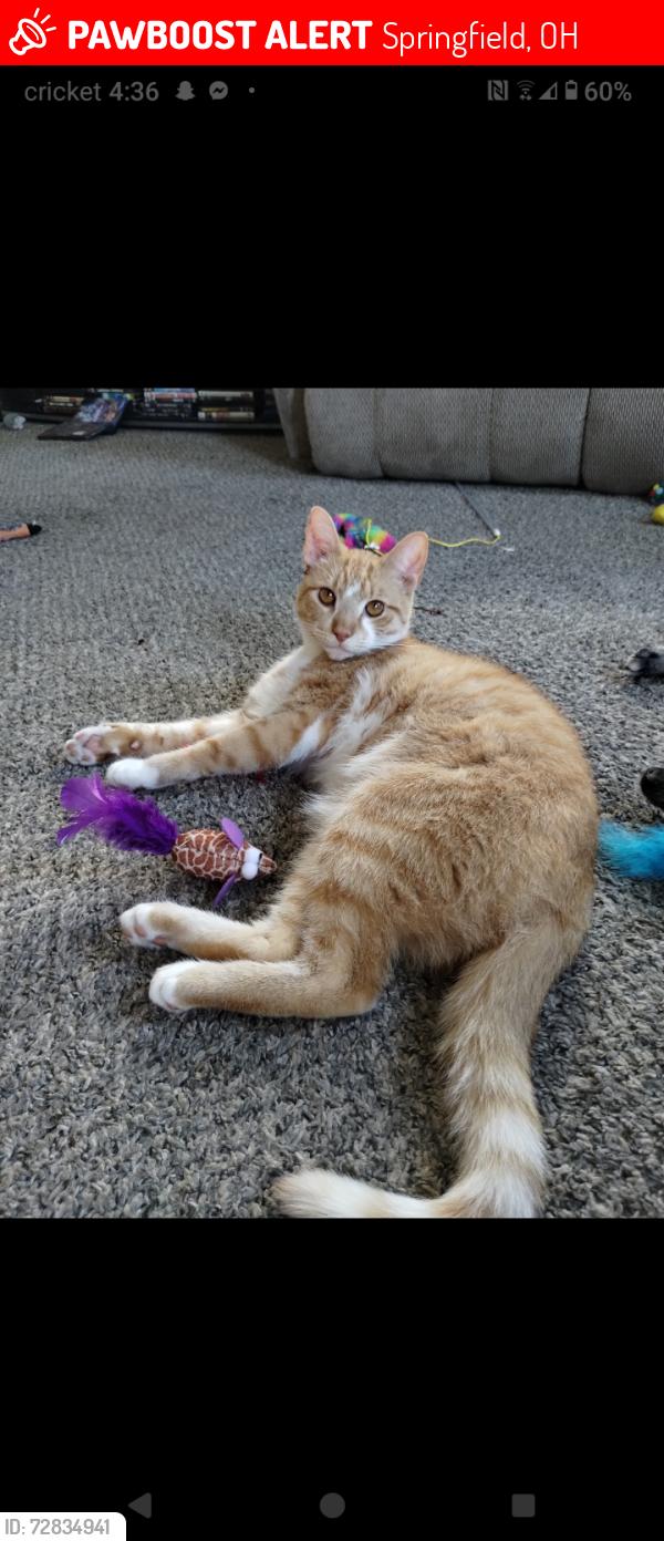 Lost Male Cat last seen Ludlow ave. Springfield ohio 45505, Springfield, OH 45505