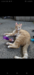 Lost Male Cat last seen Ludlow ave. Springfield ohio 45505, Springfield, OH 45505
