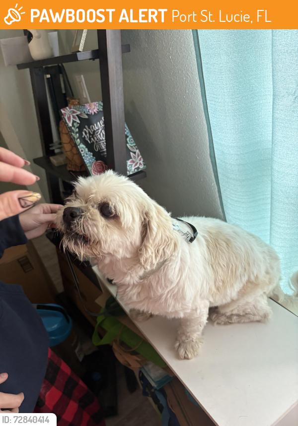 Found/Stray Male Dog last seen Becker & Hallmark, Port St. Lucie, FL 34953