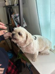Found/Stray Male Dog last seen Becker & Hallmark, Port St. Lucie, FL 34953