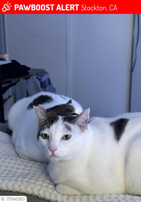 Lost Male Cat last seen Plymouth rd, Stockton, CA 95207