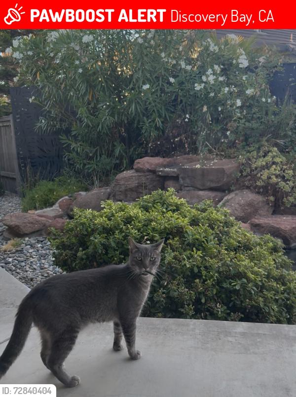 Lost Male Cat last seen Prestwick and Country Club Dr., Discovery Bay, CA 94505