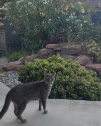 Lost Male Cat last seen Prestwick and Country Club Dr., Discovery Bay, CA 94505