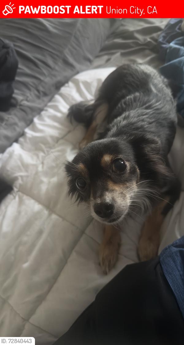 Lost Female Dog last seen San Pedro Ct and Dyer St, Union City, CA 94587