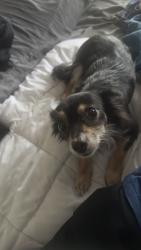 Lost Female Dog last seen San Pedro Ct and Dyer St, Union City, CA 94587