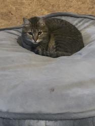 Found/Stray Male Cat last seen Heb melissa, Melissa, TX 75454