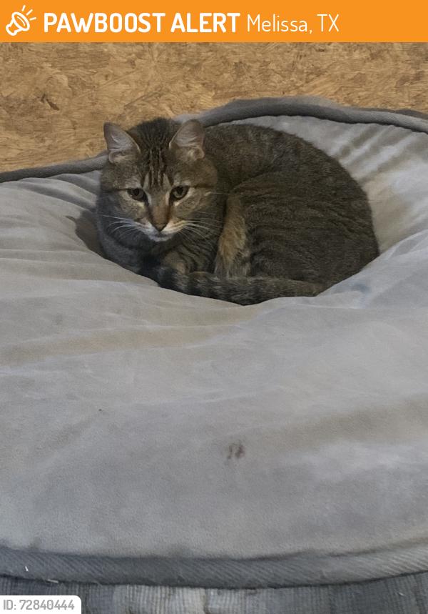 Found/Stray Male Cat last seen Heb melissa, Melissa, TX 75454