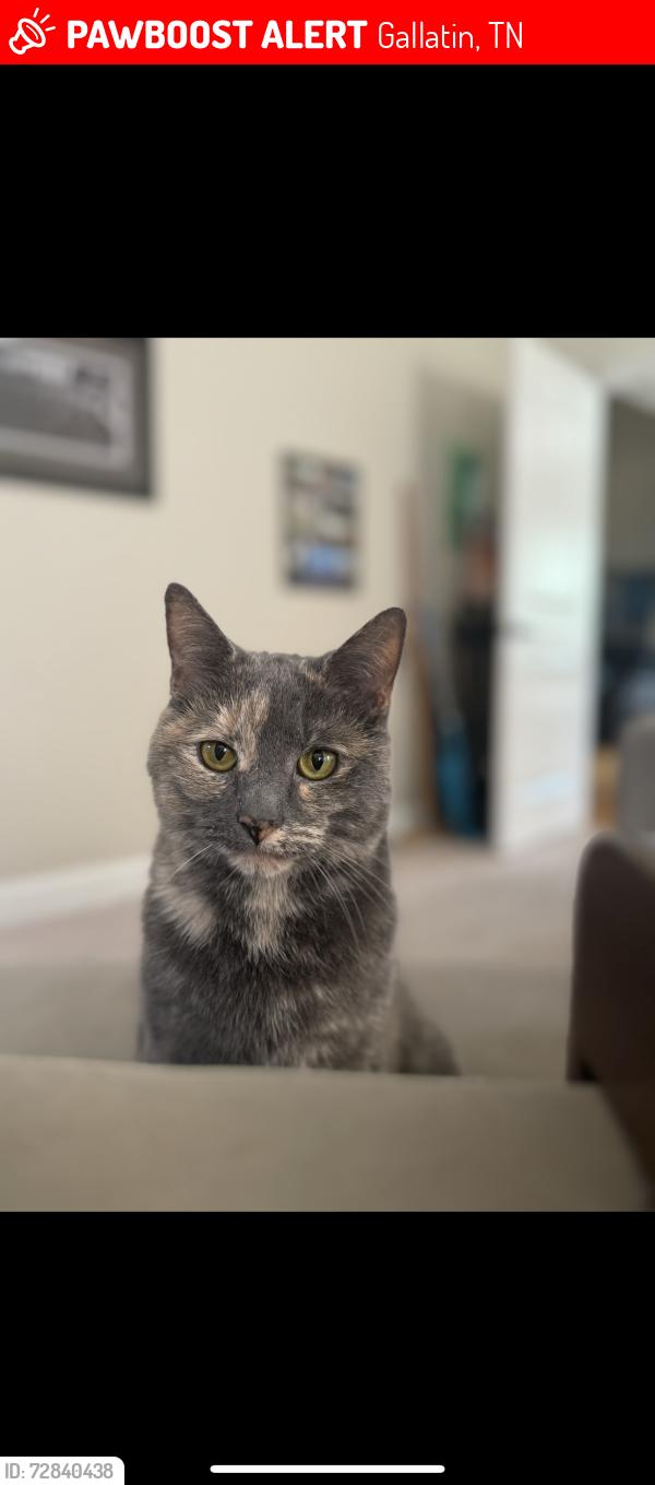 Lost Female Cat last seen Near brookview drive, Gallatin, TN 37066