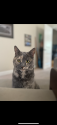 Lost Female Cat last seen Near brookview drive, Gallatin, TN 37066
