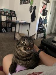 Reunited Male Cat last seen Near animalShelter , Redlands, CA 92373